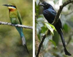 Blue-tailed bee-eater and Sri Lanka drongo